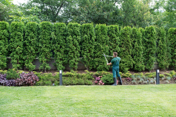 Professional Tree Services in West Canton, NC