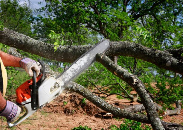 How Our Tree Care Process Works  in West Canton, NC